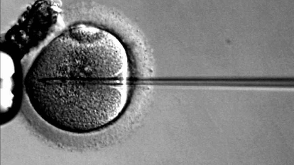 “sperm Banks Are Run Like Grocery Stores From The 19th Century” Says 