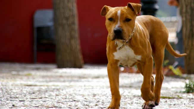 The Pitbull: The Perfect Family Dog? | WGBH News