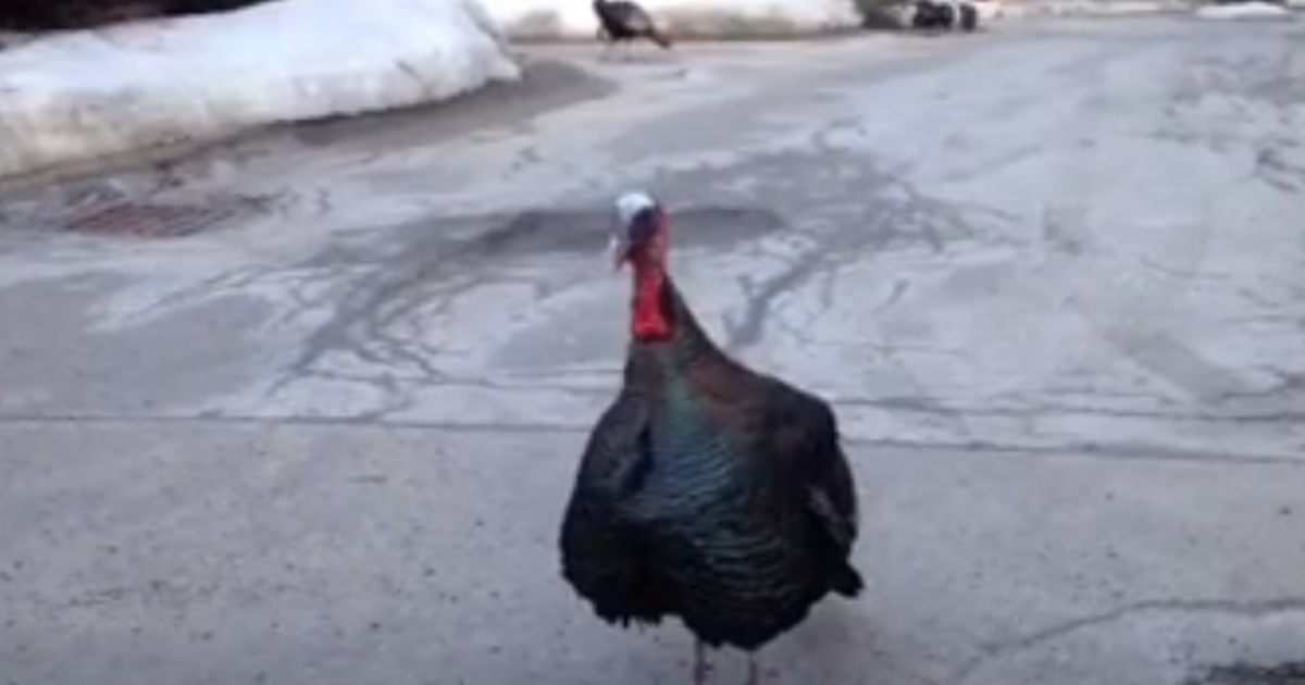 Have You Been Attacked By A Turkey? Here's Why WGBH News