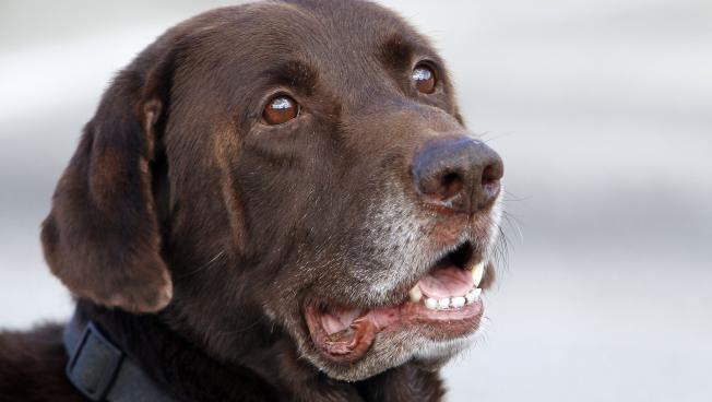 Can A Narcotics Dog Smell Marijuana Can A Narcotics Dog Smell Marijuana